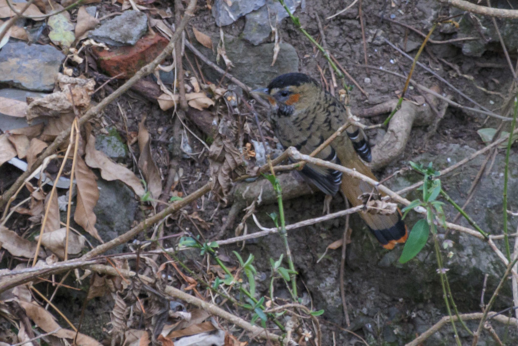 Rufous-chinned Laughingthrush