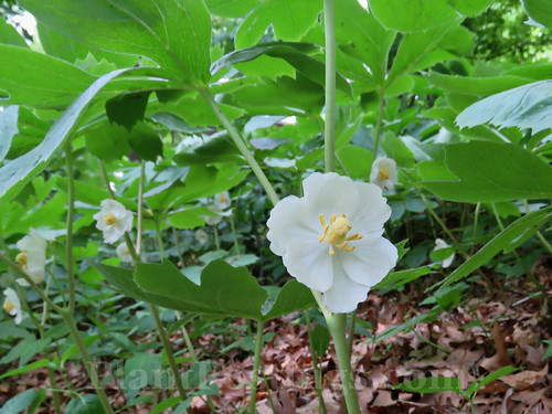 Podophyllum peltatum