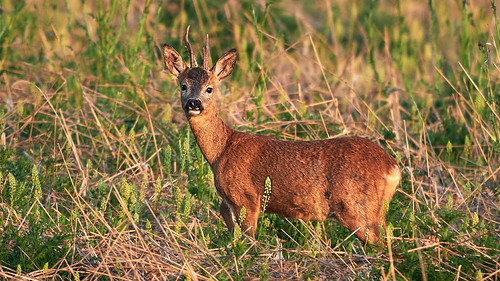 Roe buck in the last rays of the sun