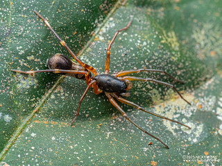 Ant-like sac spider (Corinnomma sp.) - P3292802