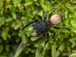 Jumping spider (cf. Nannenus sp.) - P3292820