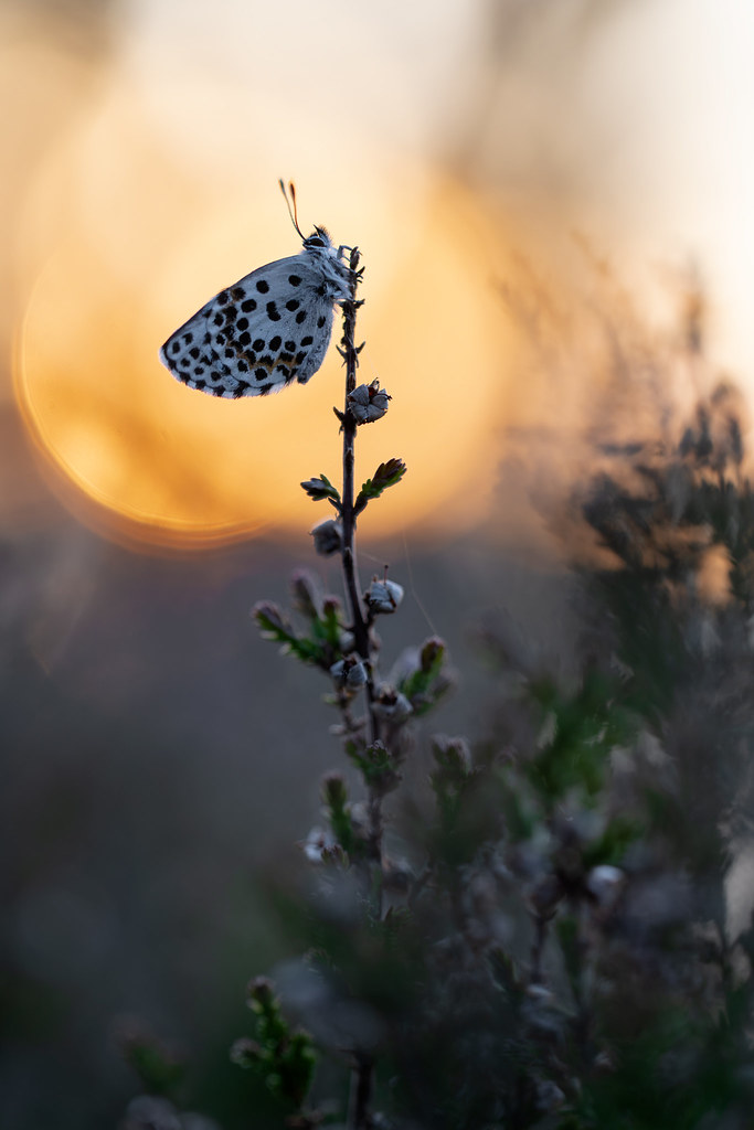 Scolitantides orion | fetörtsblåvinge | Chequered Blue