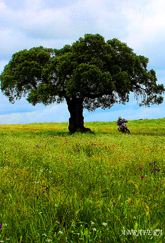 Baja TT dehesa de Extremadura | by Ramon Ferrera