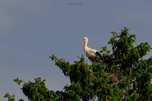 Higher Perch High Perch | Ein stolzer aufmerksamer Storch, auf seinem Nes… | Flickr