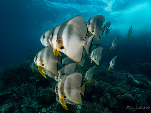 Diving