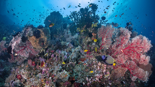 Diving