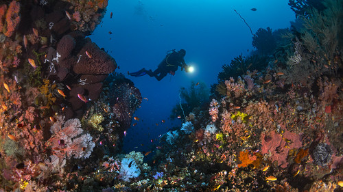 Diving