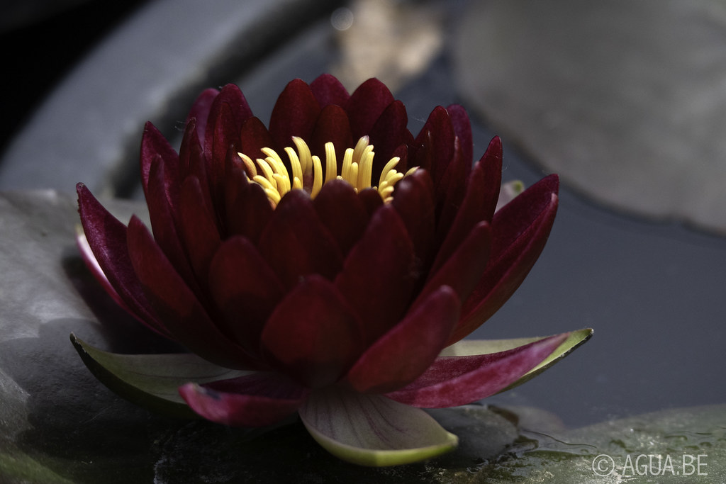 Waterlelie Magma / Nymphaea Magma