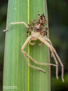 Jumping spider (Hyllus sp.) - P3292712