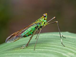 Planthopper (Miasa sp.) - P3292666
