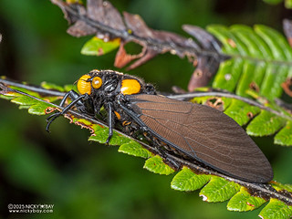 Black and golden cicada (Huechys fusca) - P3292696