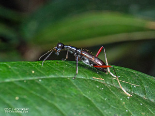 Tiger beetle (Neocollyris sp.) - P3292678