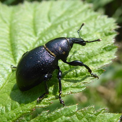 Liparus coronatus 1e