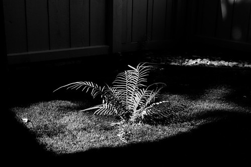 The lone fern