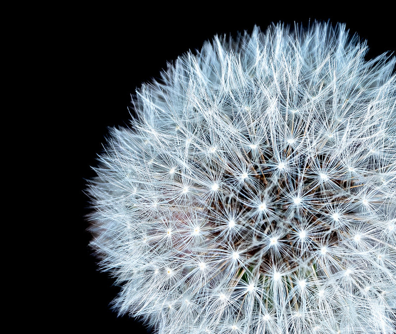 Project 52. Fun with the Fuji 70-300mm