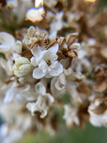 White Lilacs in the Lilac City | by krystianna.livernash