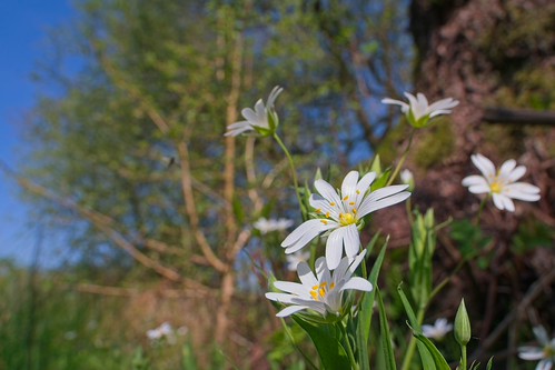 Stellaria Holostea