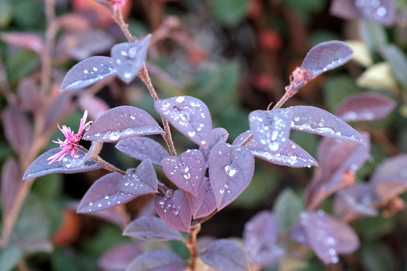 Droplets