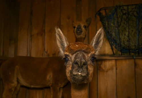 Ear-resistable | by donovan_terry