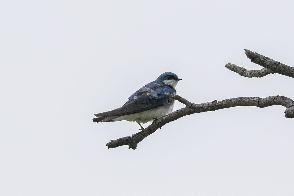 Tree Swallow Size TREE SWALLOW | View in Original size: TREE SWALLOW-05252921 | Allan ...