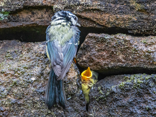 Nesting Blue Tits | by Craig Hannah