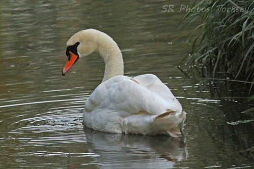 Local Wildlife | by SR Photos Torksey