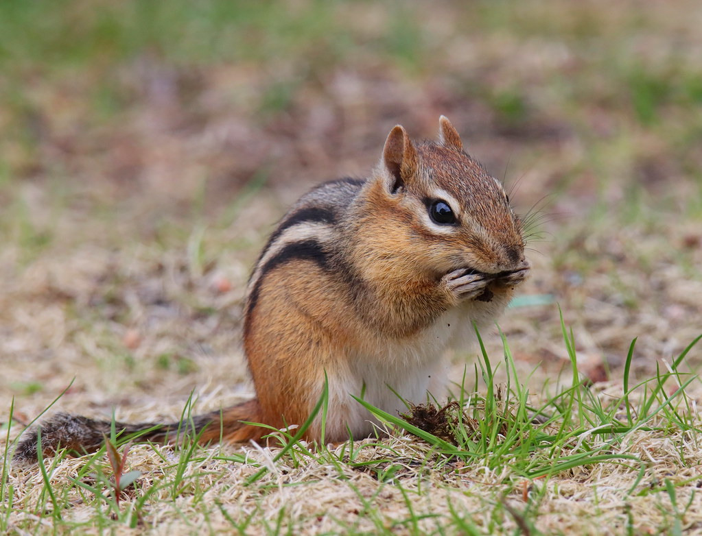 Suisse Tamia rayé-Chipmunk. | Chipmunk still active picking … | Flickr