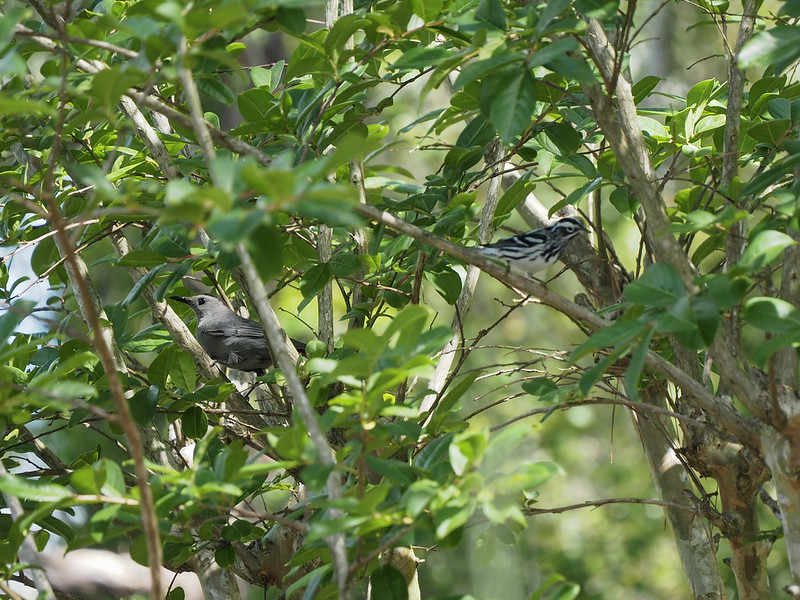 Gray Catbird and Black-and-White Warbler
