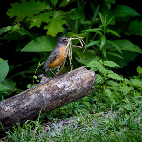 American Robin with nesting material | by Peter C. Nelson