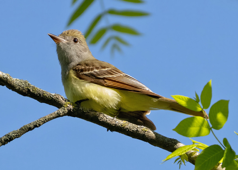 Great Crested Flycatcher, Brickyard Trail © Alan Bloom, May 30th, 2025
