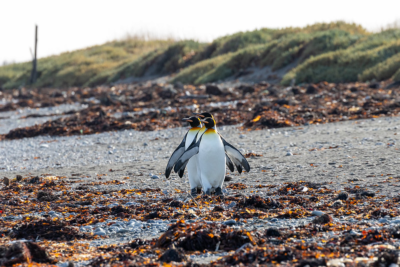 Further north, the only nesting colony of King Penguins in Chile