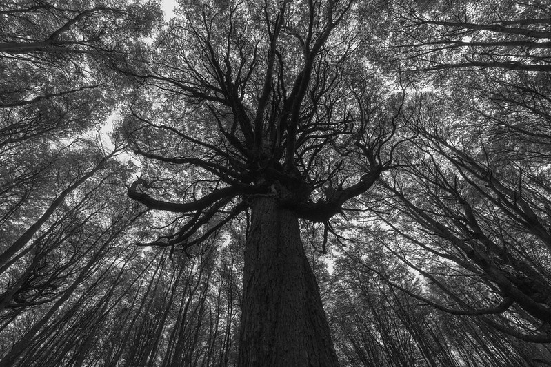 This tree is 312 years old (was officially tested and dated in 2021)