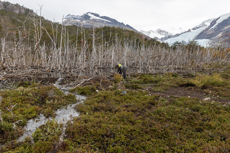 Turned out that beavers (a) have no natural predators in the region and (b) their dams drown trees causing widespread damage.