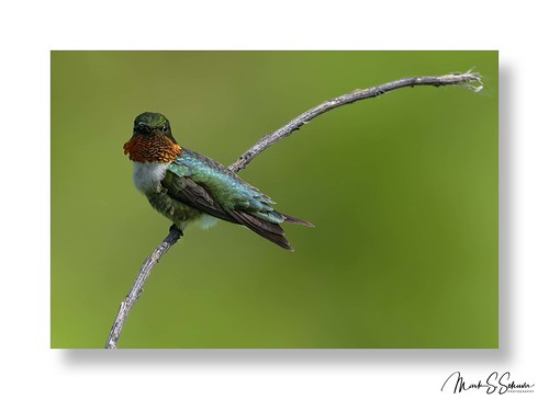 Ruby-throated Hummingbird at Mingo National Wildlife Refuge 05-31-25 - No 1 by Nikon66, Ruby-throated Hummingbird at Mingo National Wildlife Refuge in Puxico, Missouri. Taken May 31, 2025.