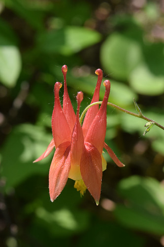 Wild Columbine | by pchgorman