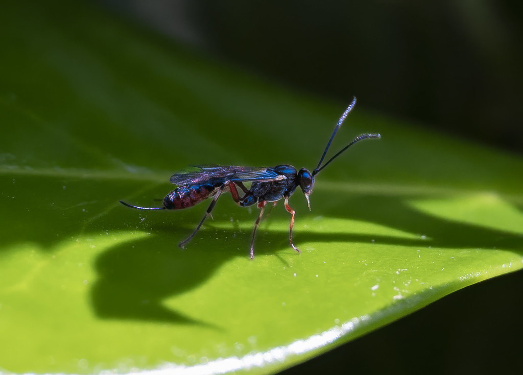 Common hover fly parasitoid wasp