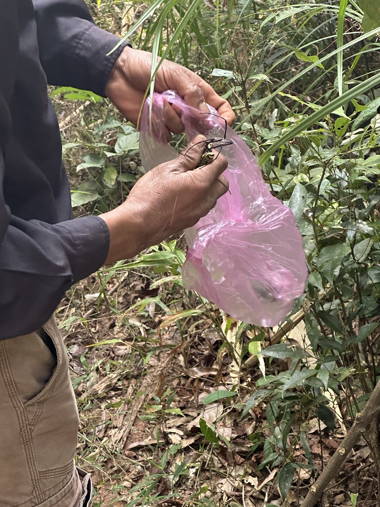 Kham Collecting Spiders