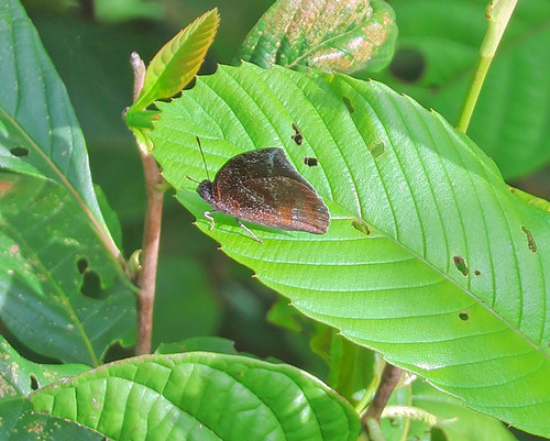 Laura's Leafwing (Memphis laura laura) | by Paul Prappas