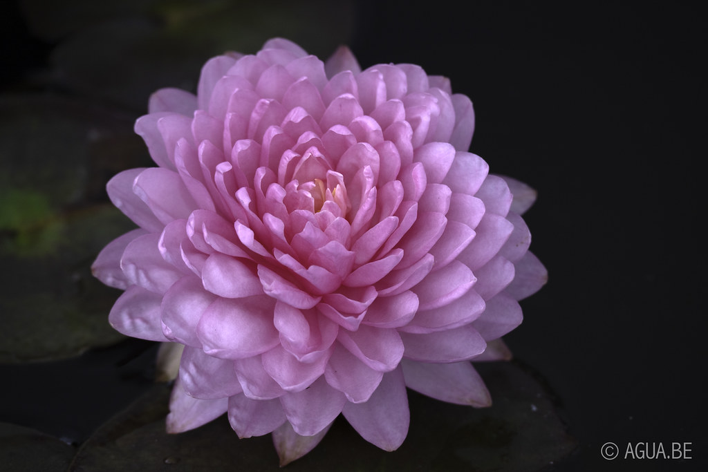 Waterlelie Manickam / Nymphaea Manickam