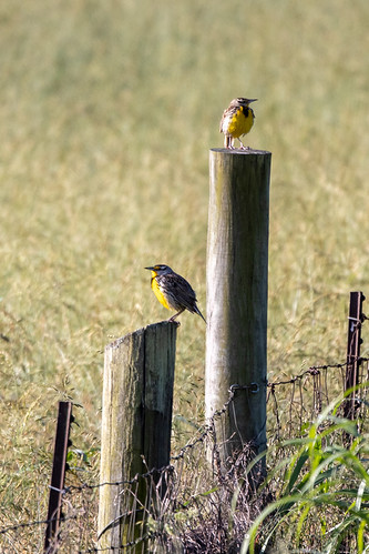 Eastern Meadowlarks | by derekbruff