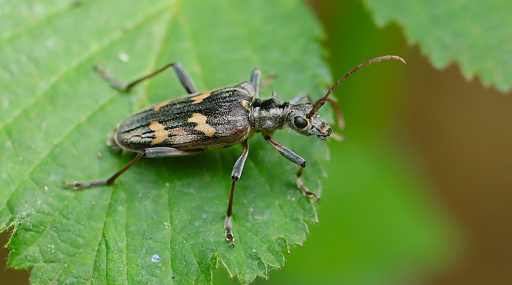Two-banded Longhorn Beetle - Rhagium bifasciatum | Our local… | Flickr