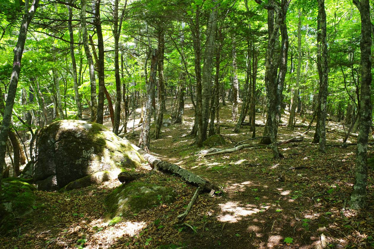【山梨】滝子山～大谷ヶ丸 満開のつつじと富士山の展望へ！駅から登山