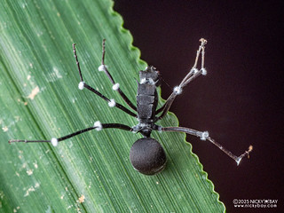 Ant (Polyrhachis sp.) with fungus - P3293062