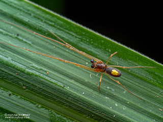 Big-jawed spider (Orsinome sp.) - P3293026