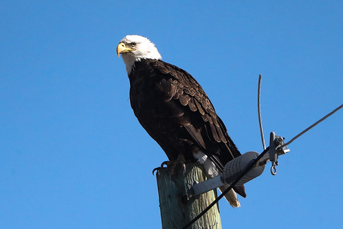 Bald Eagle Guard | by Michael Loyd 1