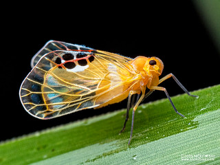 Planthopper (Rhotana sp.) - P3293031