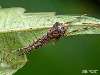 Comb-footed spider (Brunepisinus sp.) - P3292920