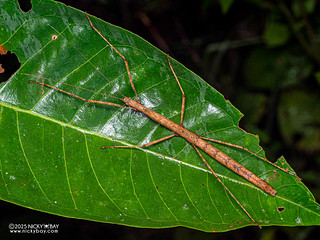 Stick insect (Lonchodidae) - P3293042
