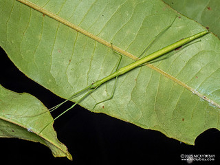 Stick insect (Necrosciini) - P3292999