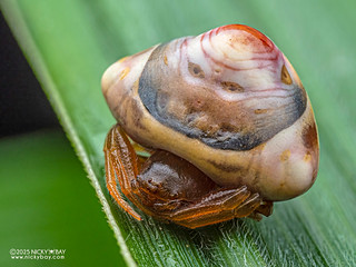 "Jabba the Hutt" Snail-mimicking orb weaver (Cyrtarachne sp.) - P3292959